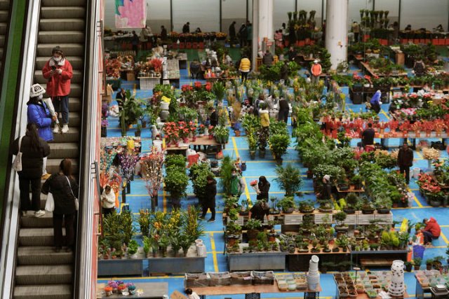 云南昆明：春節(jié)臨近 鮮花俏銷.jpg