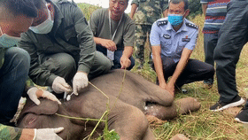 驚險追捕、護人護象，這是他們的戍邊生活