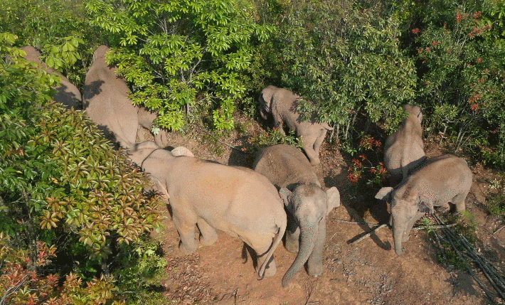 亞洲象（圖源：云南發(fā)布）