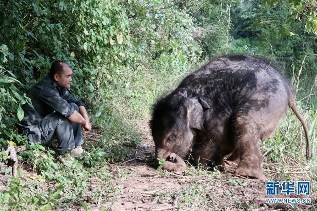 云南北上南歸亞洲象最新情況如何？6.jpg