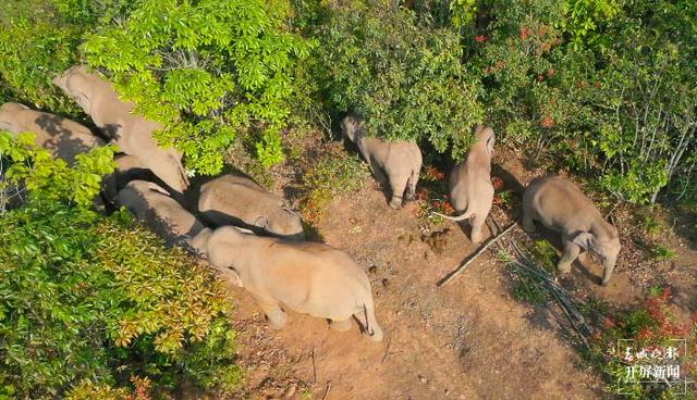 17頭亞洲象進入元江（記者 李春麗 通訊員 楊紅艷 季永鵬 董艷 王高華（文）何松陽 靳浩（圖））
