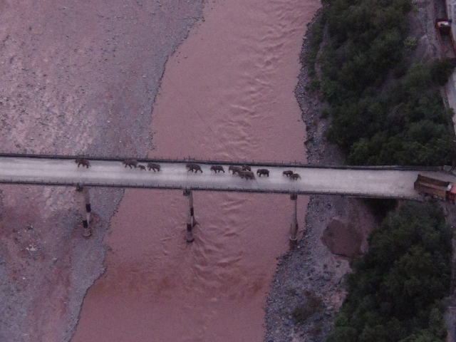 云南北移亞洲象群14只大象已跨越元江（供圖）
