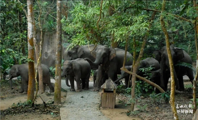 第一站：西雙版納，與亞洲象不期而遇