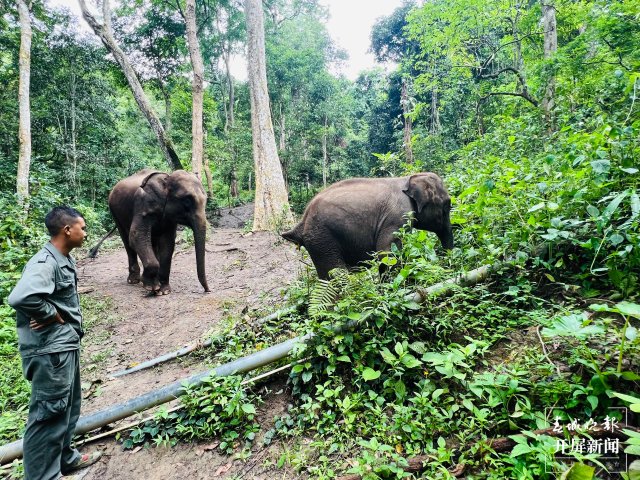 救護亞洲象！守護“象”往的生活 春城晚報-開屏新聞記者 林舒佳 攝影報道4.jpg