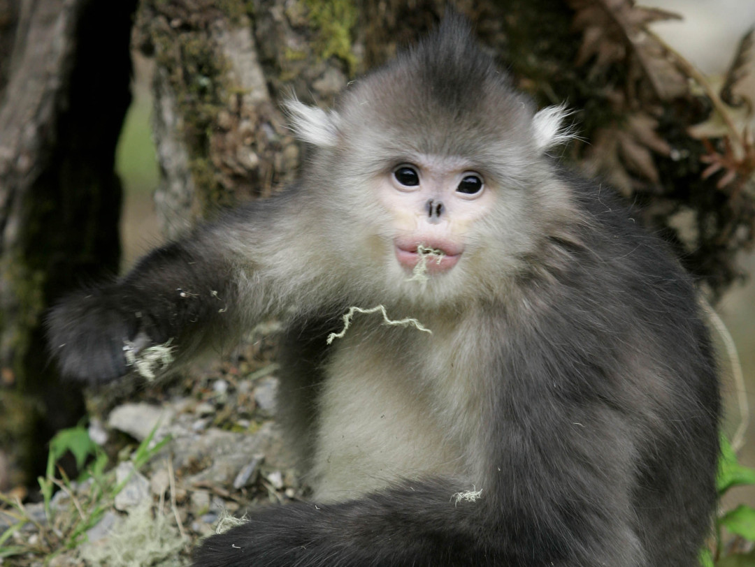 29云南省自然保護區(qū)-迪慶白馬雪山滇金絲猴保護區(qū)004（云南日報 楊崢 攝）.jpg
