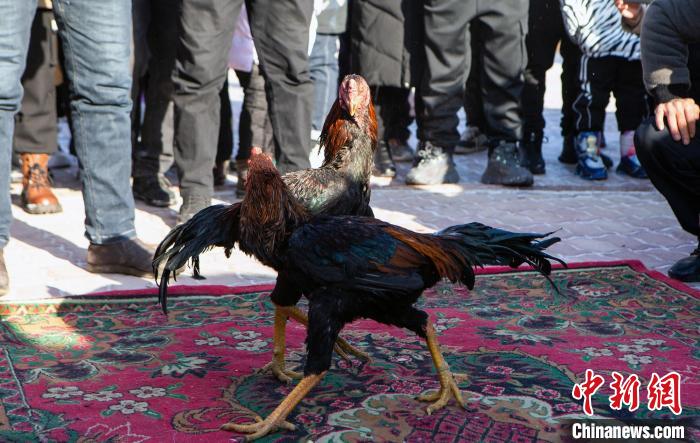 在斗雞比賽的現(xiàn)場，兩只雄赳赳的斗雞伸長脖子相互試探?！●R東強 攝