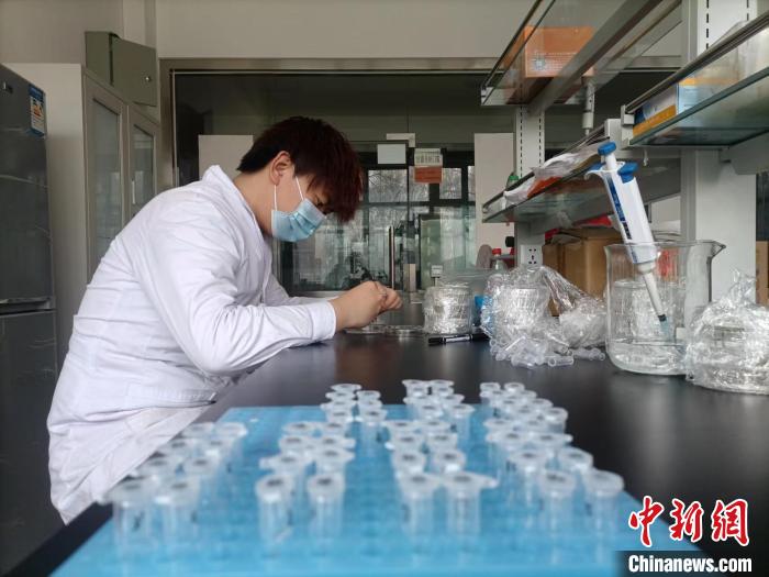 新疆農(nóng)業(yè)科學(xué)院農(nóng)作物品種資源研究所的工作人員在做大豆分子實(shí)驗(yàn)。