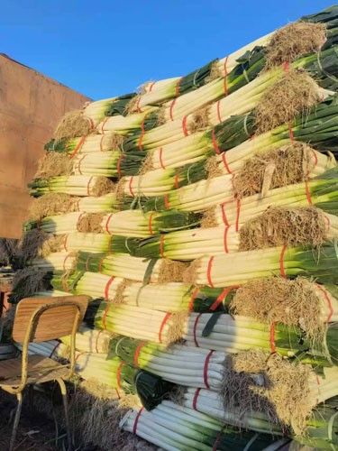 堆成小山狀的大蔥正等待發(fā)往各零售點。人民網記者李棟攝