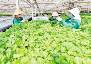 嵩明縣小街鎮(zhèn)昆明立深新園生物科技有限公司的員工采收有機(jī)蔬菜。記者王俊星攝