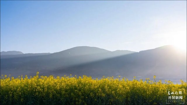 風過開花雨，春色醉千山！大理油菜花開成海！3.jpg