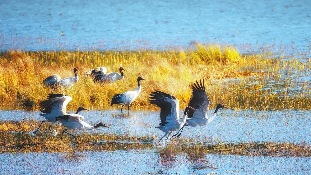 會(huì)澤念湖濕地 本報(bào)通訊員 向書榮 攝 會(huì)澤念湖濕地 本報(bào)通訊員 向書榮 攝