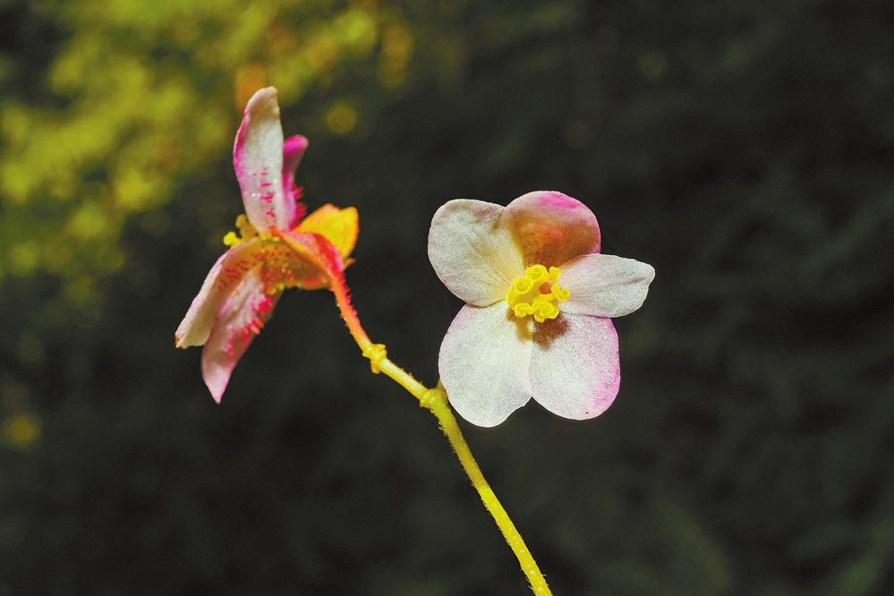 龍陵秋海棠 龍陵秋海棠