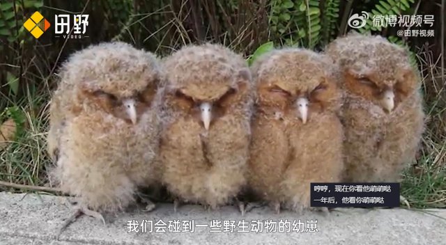 救助新小動(dòng)物