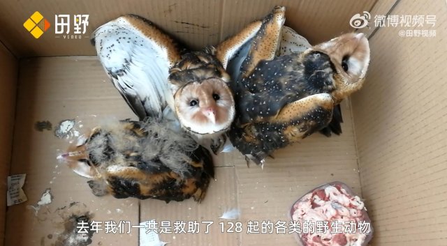 救助新小動(dòng)物