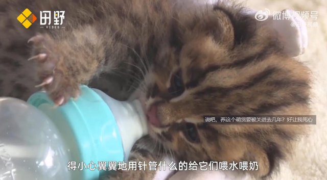 救助新小動(dòng)物