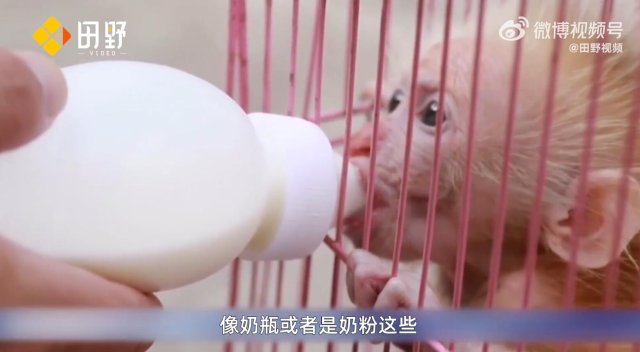 救助新小動(dòng)物