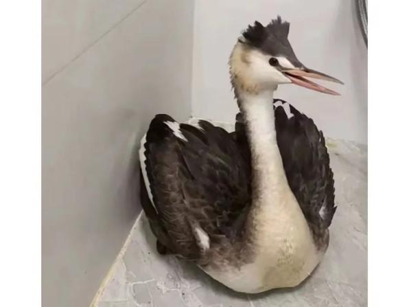 救助新小動(dòng)物