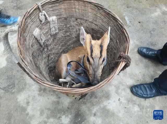 救助新小動(dòng)物