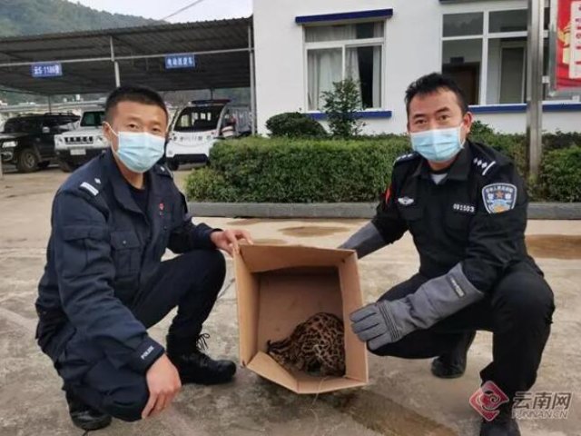 救助新小動(dòng)物