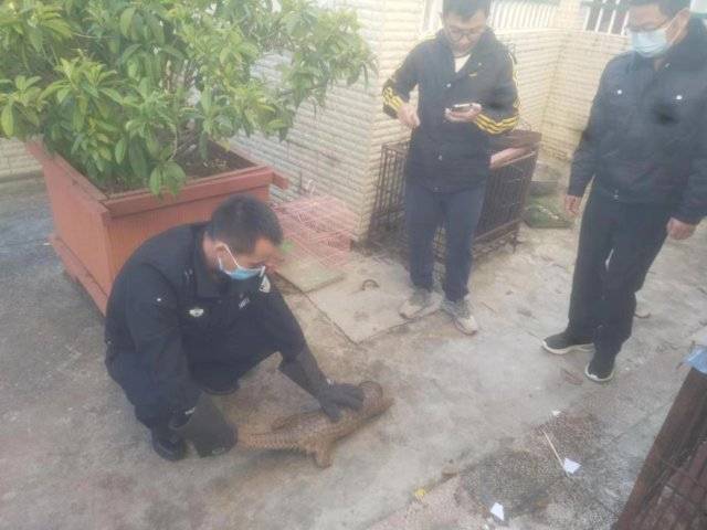 救助新小動(dòng)物