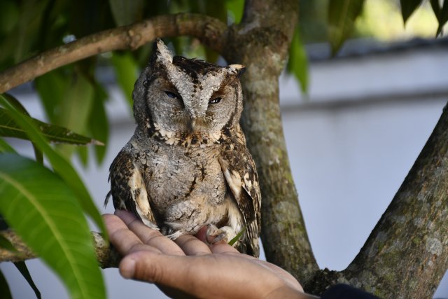 救助新小動(dòng)物