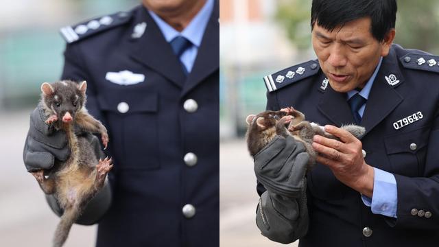 救助新小動(dòng)物