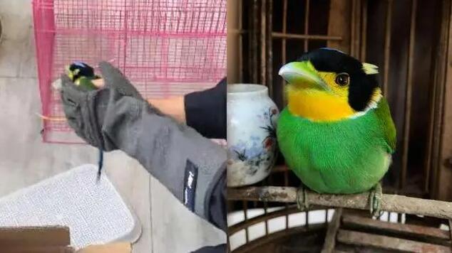 救助新小動(dòng)物