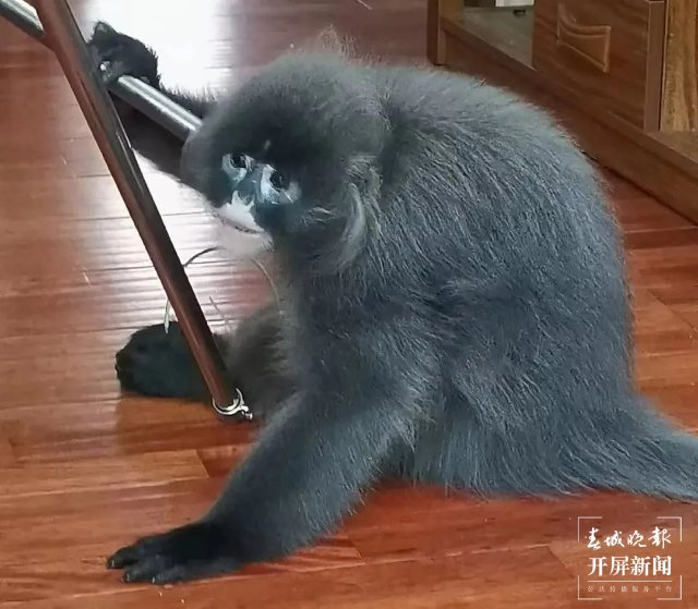 救助新小動(dòng)物