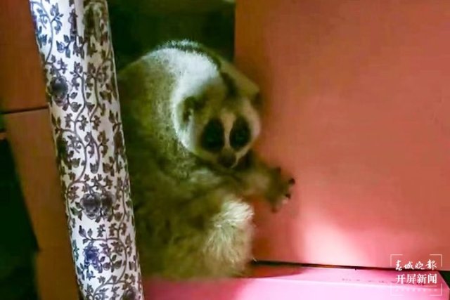 救助新小動(dòng)物