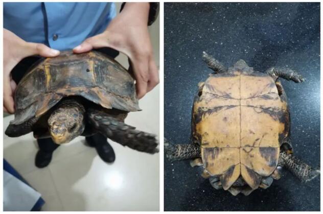 救助新小動(dòng)物