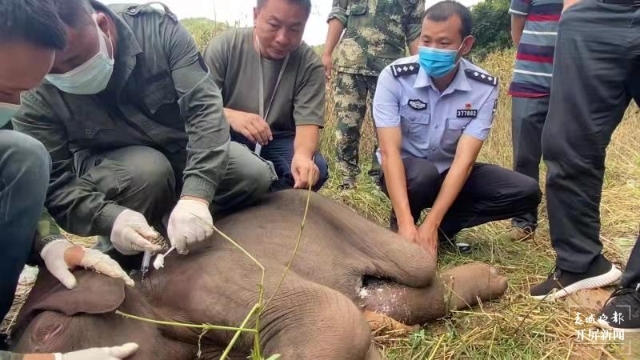 救助新小動(dòng)物