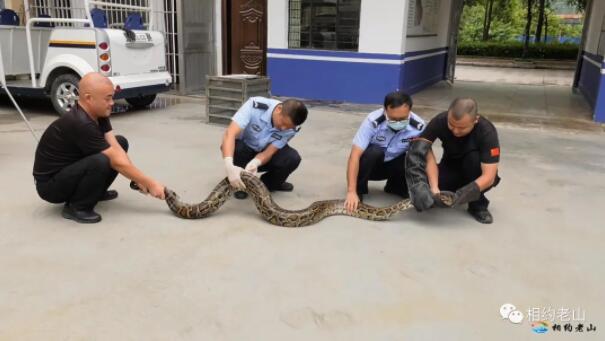 救助新小動(dòng)物