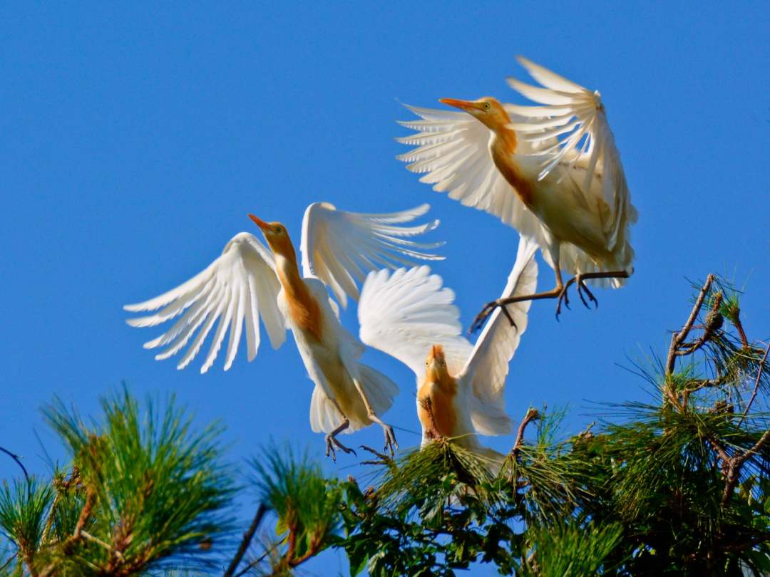 1675839748653824.jpg?x-oss-process=style/w10