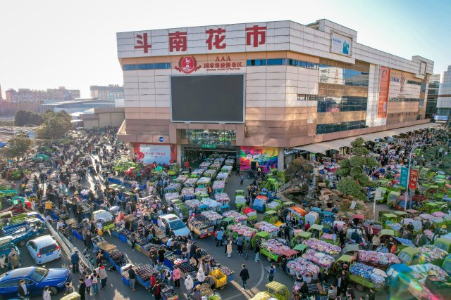 情人節(jié)浪漫升溫 斗南日均游客量約2萬人 高品質(zhì)玫瑰最高成交價(jià)單枝超10元 5.jpg