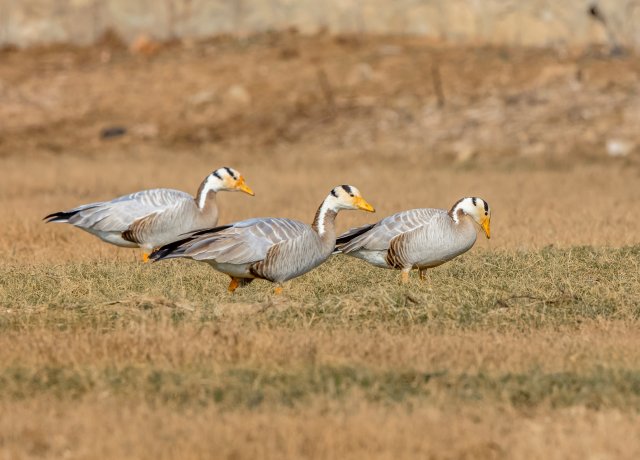 斑頭雁 國家三有保護鳥類 拍攝：王智斌.jpg