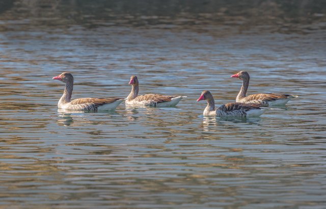 灰雁 國家三有保護鳥類 拍攝：王智斌.jpg