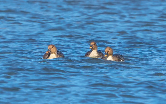 短嘴豆雁 國家三有保護鳥類 拍攝：王智斌.jpg