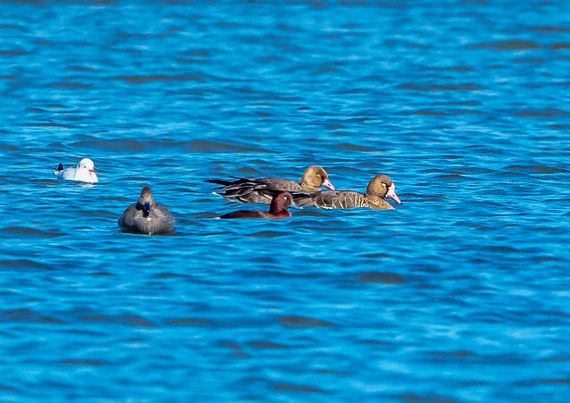 白額雁 國家二級保護鳥類 拍攝：王智斌.jpg