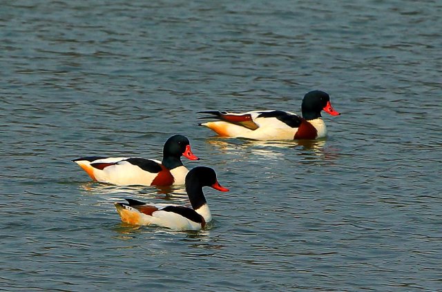 翹鼻麻鴨 國家三有保護 拍攝：王智斌.JPG