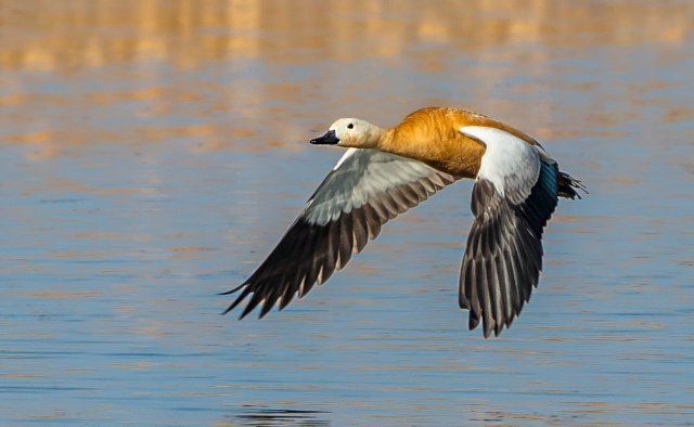 赤麻鴨 國家三有保護鳥類 拍攝：王智斌.jpg