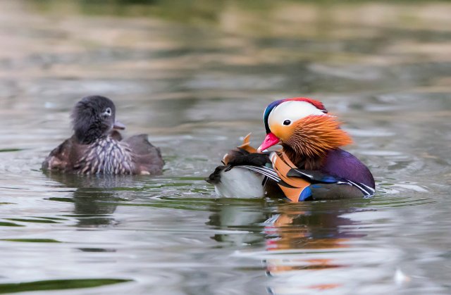 鴛鴦 國家二級保護鳥類 拍攝：王智斌.jpg