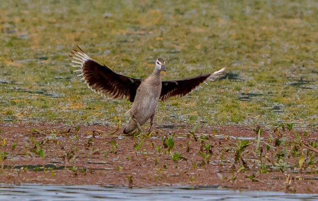 棉鳧 國家二級保護鳥類 拍攝：王智斌.jpg
