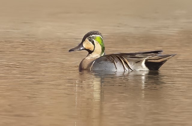 花臉鴨 國家二級保護鳥類 拍攝：劉強.jpg