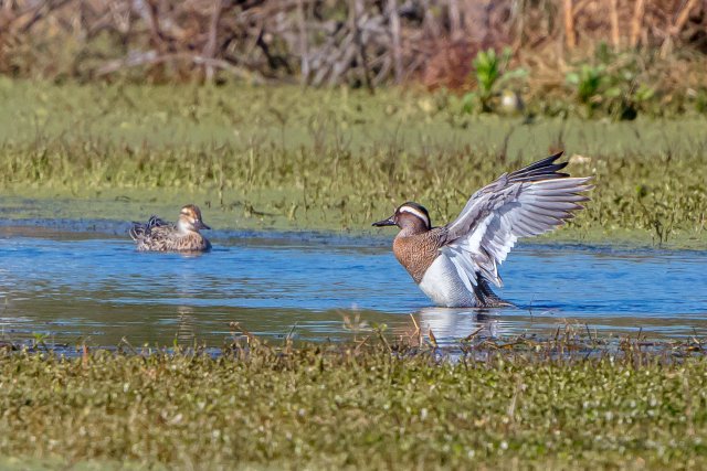 白眉鴨 國家三有保護鳥類 拍攝：王智斌.jpg