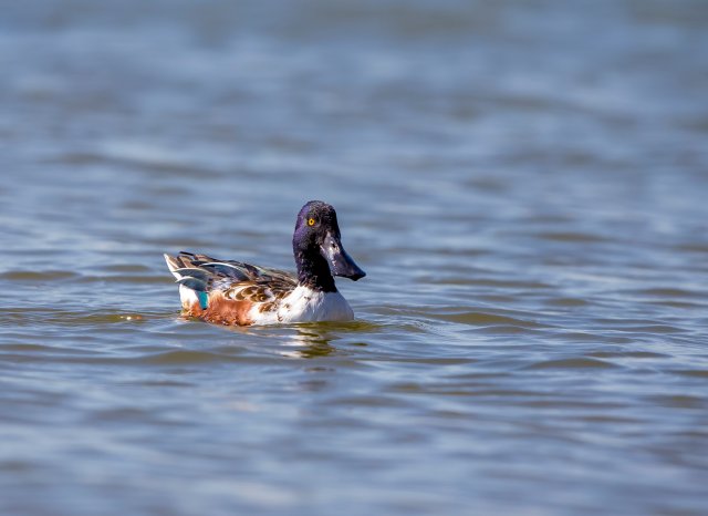 琵嘴鴨 國家三有保護鳥類 拍攝：王智斌.jpg