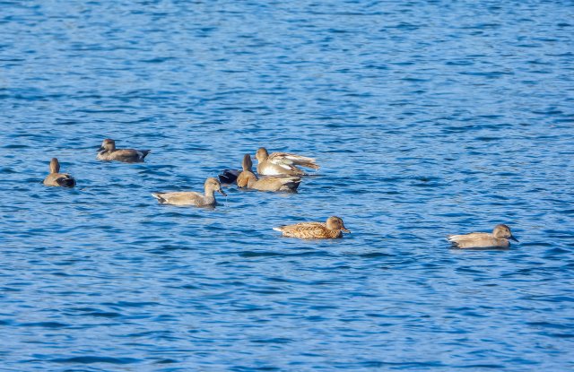 赤膀鴨 國家三有保護鳥類 拍攝：王智斌.jpg
