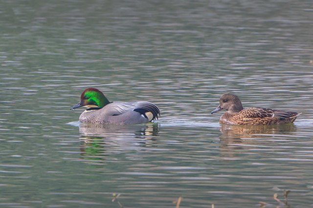 羅紋鴨 國家三有保護鳥類 拍攝：王智斌.jpg