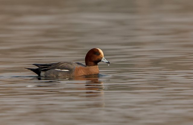 赤頸鴨 國家三有保護鳥類 拍攝：王智斌.jpg