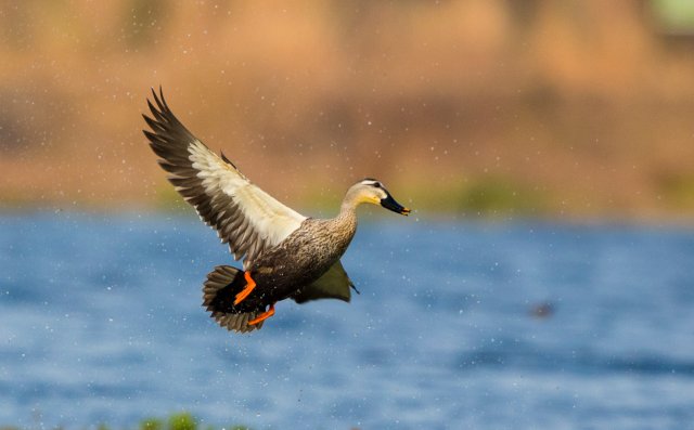 斑嘴鴨 國家三有保護鳥類 拍攝：王智斌.jpg