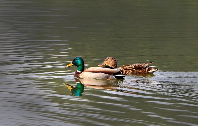 綠頭鴨 國家三有保護鳥類 拍攝：王智斌.jpg